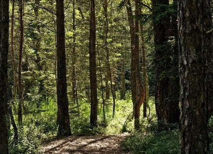 Gamers Guild AZ Cantrip Candles Cantrip Candles: A Walk in the Woods 6 oz Cantrip Candles