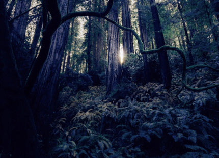 Gamers Guild AZ Cantrip Candles Cantrip Candles: Forest of Fae 6 oz Cantrip Candles