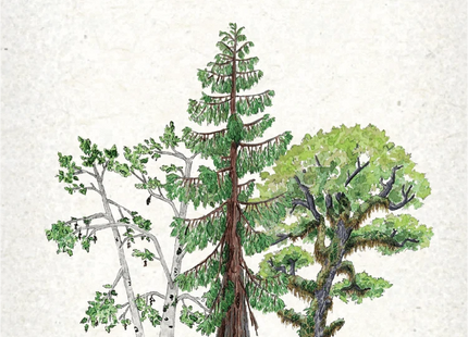 Gamers Guild AZ Firestarter Games Reforest: Plants of the Pacific Northwest Coast (Pre-Order) Quartermaster Direct