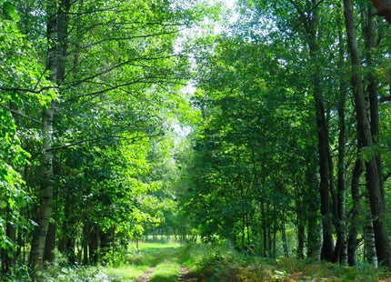 Gamers Guild AZ Novelties Cantrip Candles: A Walk in the Woods Ambience Spray Cantrip Candles