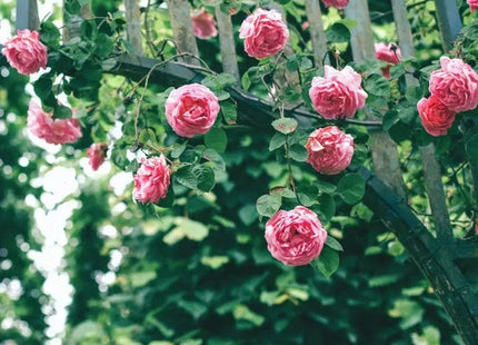 Gamers Guild AZ Novelties Cantrip Candles: Elven Luxury Ambience Spray Cantrip Candles