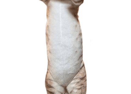 Gamers Guild AZ UCC Distributing Inc. Crazy Kitten 20'' Standing Cat Plush Discontinue